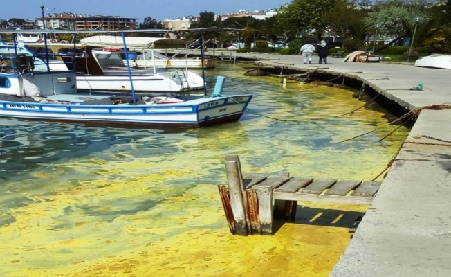 Ayvalık’ta deniz üzerindeki sarı tabaka şaşırttı