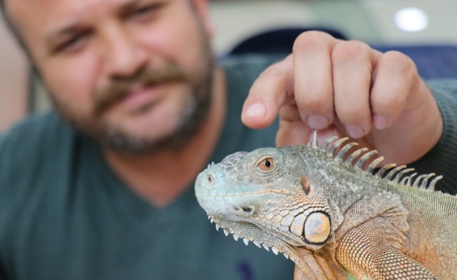 En yakın dostu iguana oldu