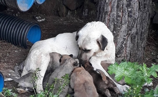 Erdek’te kedi ve köpekler zehirlendi