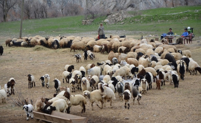 Hakkari’deki besiciler zor durumda