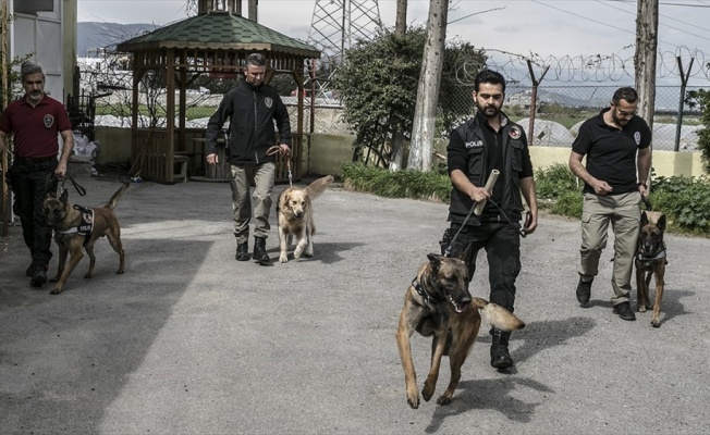 'Hassas burunlar' zehir tacirlerine geçit vermiyor