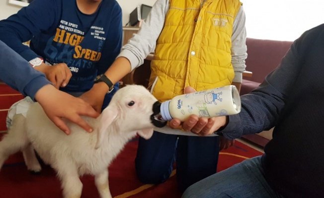 Kuzuyla alışverişe gidiyor, çocuk bezi bağlıyor