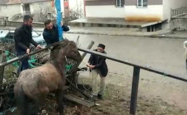 Mahsur kalan atı vatandaşlar kurtardı