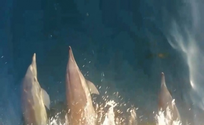 Sevimli yunuslar balıkçı teknesiyle yarıştı
