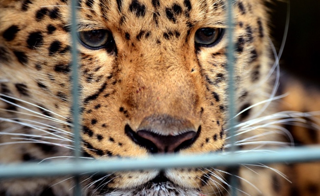 Ulusal parkta leopar dehşeti: 1 ölü