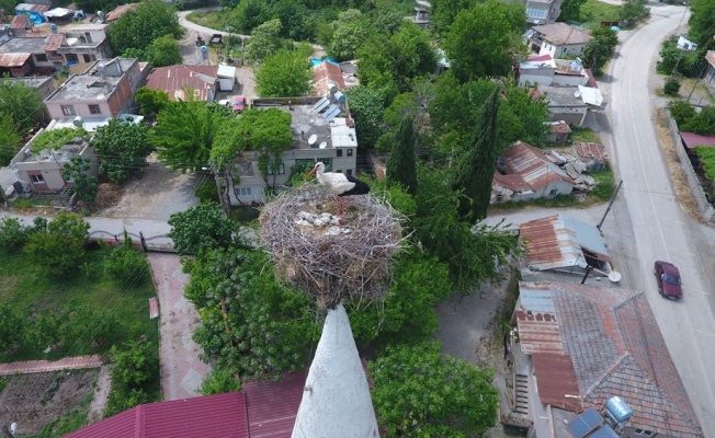 40 yıldır aynı caminin minaresine yuva yapıyorlar