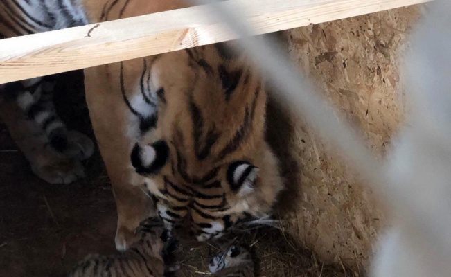 AslanPark’taki Bengal Kaplanı üç yavru dünyaya getirdi