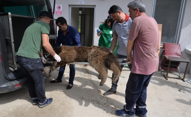 Bilecik’te aracın çarptığı ayı tedavi altına alındı