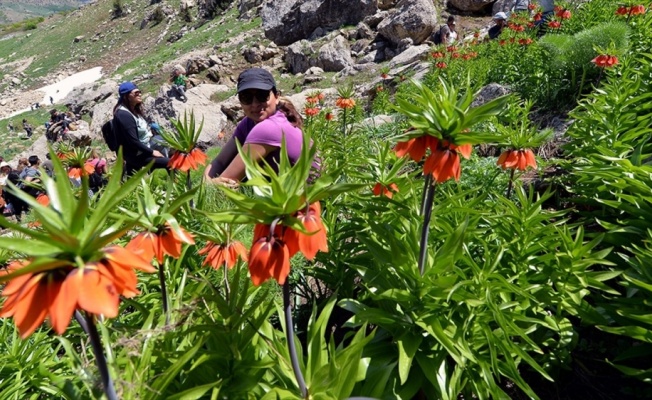 Dağların süsü ters laleler görenleri mest ediyor