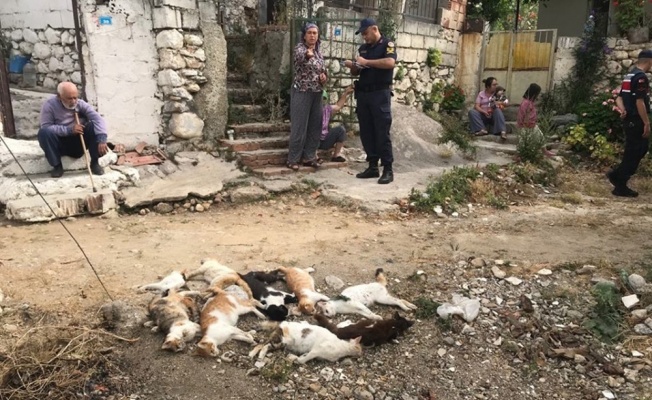 Datça’da 10 kedi zehirlenerek öldürüldü