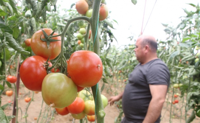 Domates fiyatları uzun aradan sonra üreticisini güldürdü