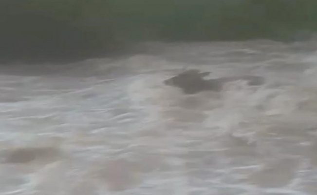 Hayvanlar suya kapıldı: Dehşet anları kamerada