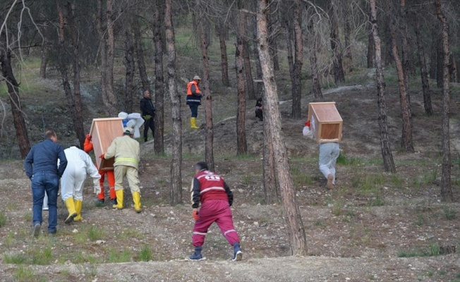 Kırmızı karıncalar 'yeni görev yerlerine' taşındı