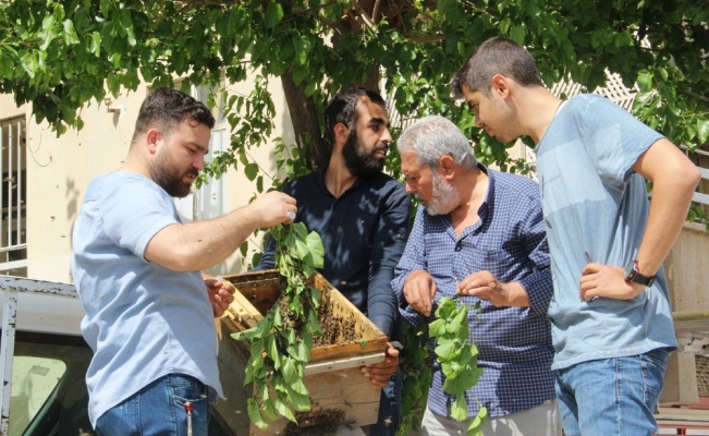 Kovanını terk eden bal arıları mahalleyi istila etti