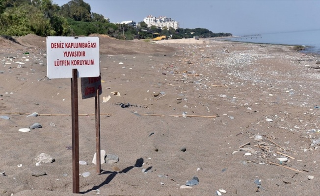 'Kumsala çıkan deniz kaplumbağalarını ürkütmeyin'