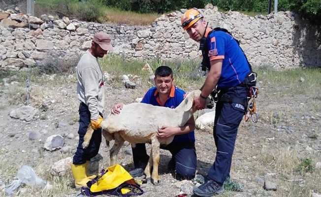 Kuyuya düşen koyunu AFAD ekipleri kurtardı