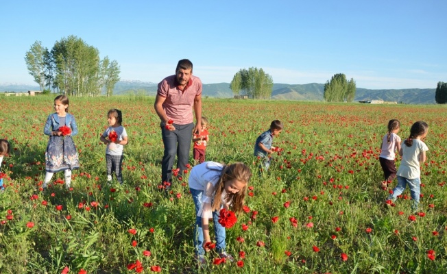 Muş Ovası kırmızıya büründü