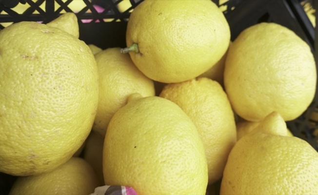 Narenciye ihracatını limon sırtladı