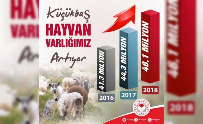 Türkiye’de küçükbaş hayvan sayısı artıyor