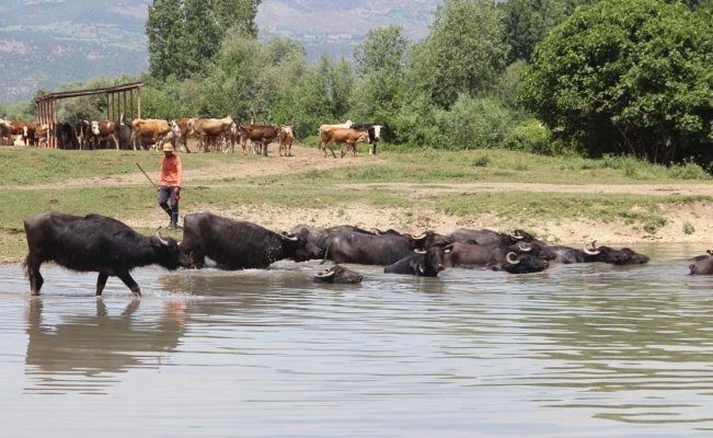 Afrika sıcaklarında günü suda geçiriyorlar