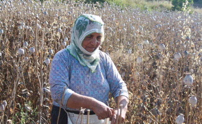 Amasya’da haşhaş hasadı başladı