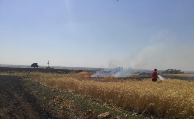 Anız yangını 40 dönüm buğday tarlasını küle çevirdi