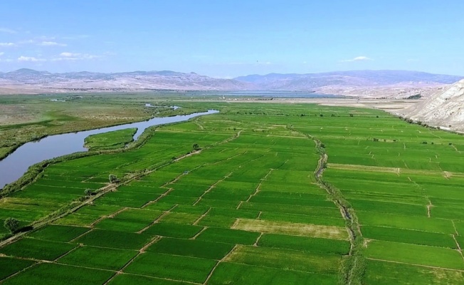 Beyaz altın tarlaları havadan görüntülendi