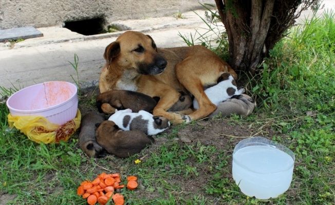 Cami avlusunda yavrulayan köpeğe imam sahip çıktı