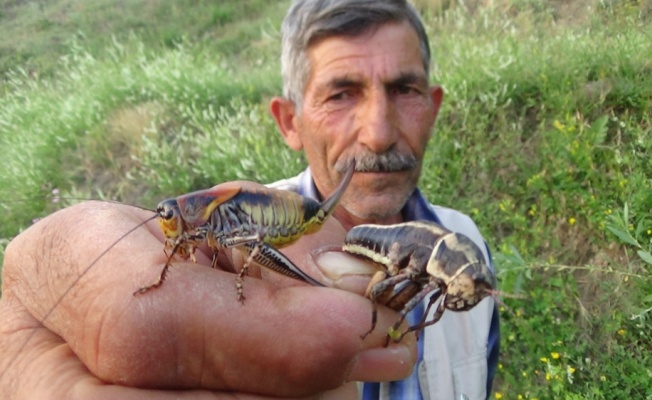 Hakkari’de çekirge istilası