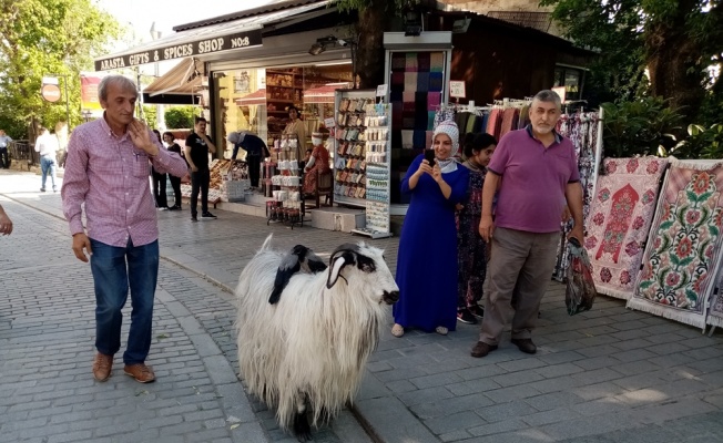 Keçisi ile evcilleştirdiği kargaları arkadaş oldu