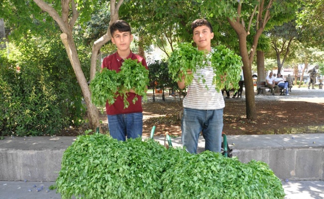 Köyden topladıkları maydanozları satıp harçlıklarını çıkarıyorlar