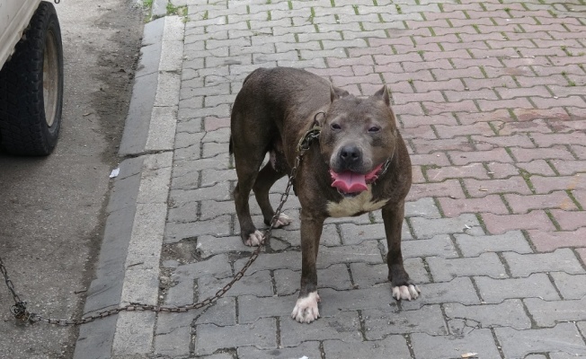 Polis ile köpek hırsızları arasında kovalamaca