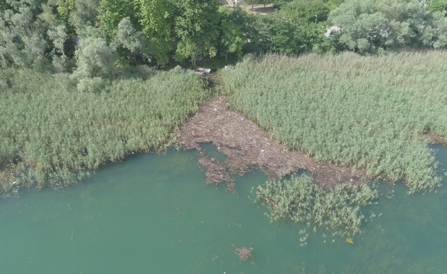 Selden dolayı tonlarca ağaç Sapanca Gölüne sürüklendi