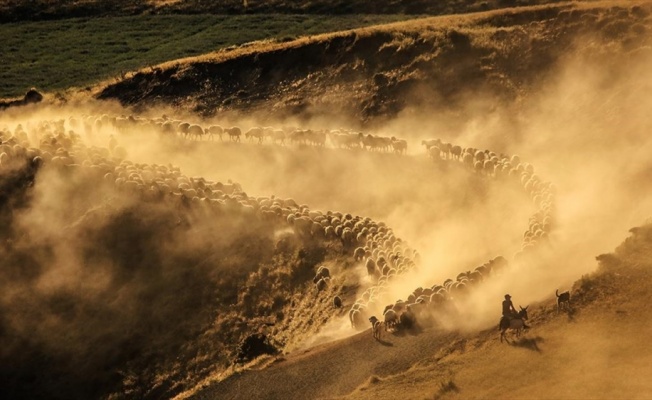 Sürülerin, Nemrut Dağı'na tozlu yolculuğu