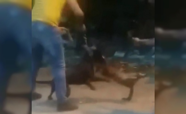 Vicdansız adam köpeğine sokak kedisini böyle parçalattı