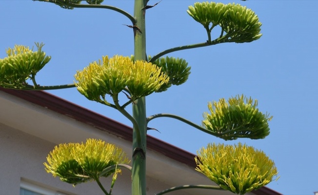 Agave bitkisi 20 yıl sonra çiçek açtı