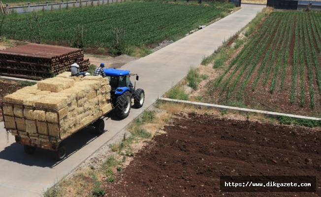 Ata yadigarı 'siyez' buğdayında hasat sevinci