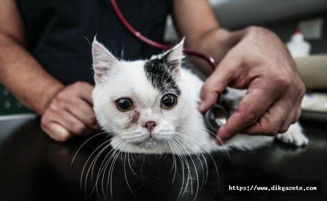 'Cüce' kedi Kaju'ya özel ilgi