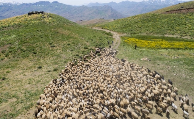 Huzura kavuşan Faraşin Yaylası'nda göçer sayısı artıyor