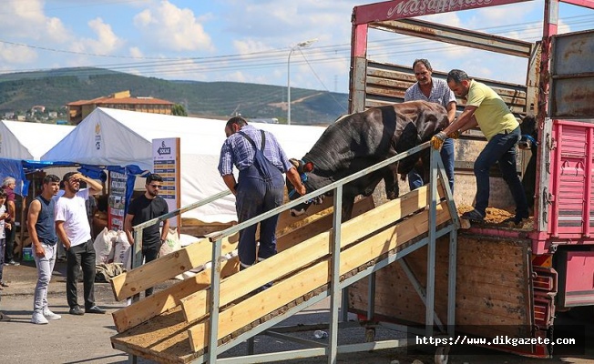 İstanbul'da kurban satışları başladı