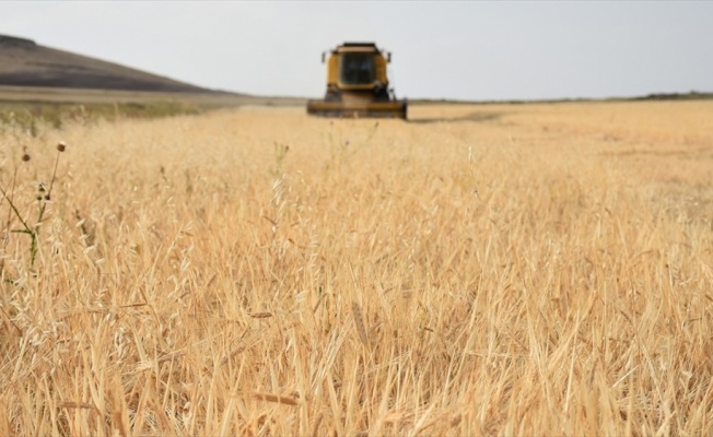 İstanbul Halk Ekmek'in organik unu Kars'tan