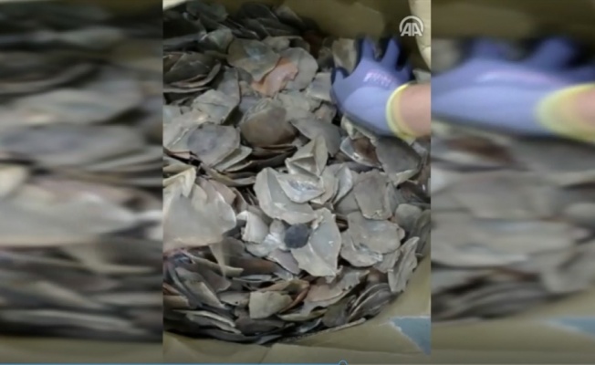 İstanbul Havalimanı'nda 1,2 ton pangolin pulu ele geçirildi