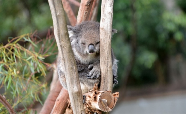 Koala neslini tükenmekten kurtaracak sağlıklı türler bulundu