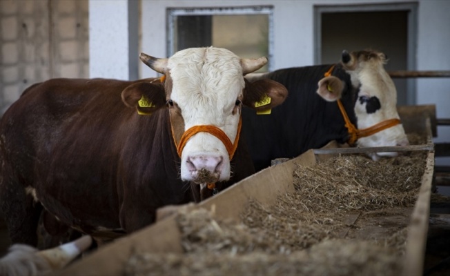 'Kurban arzında sıkıntı yok'