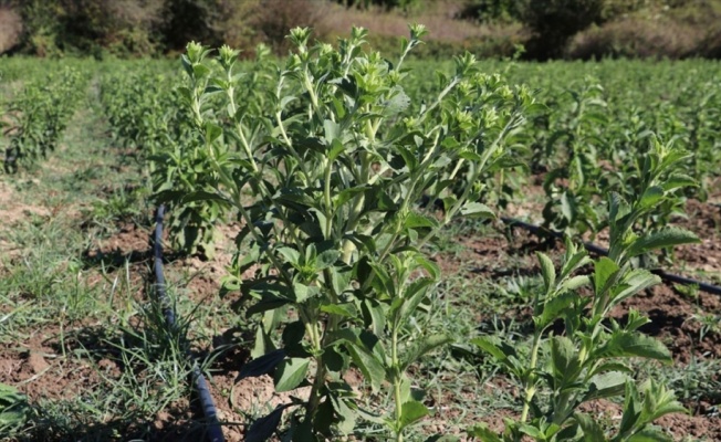 Stevia bitkisi yeni gelir kapısı olacak