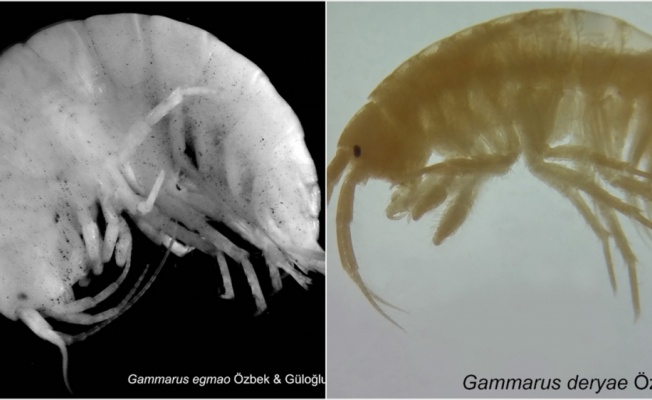 Türk bilim insanları iki yeni canlı türü keşfetti