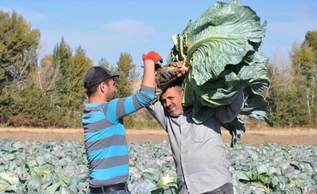 Yozgat'ta dev lahana hasadı