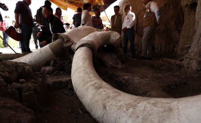 Meksika'da 15 bin yıllık mamut tuzakları bulundu