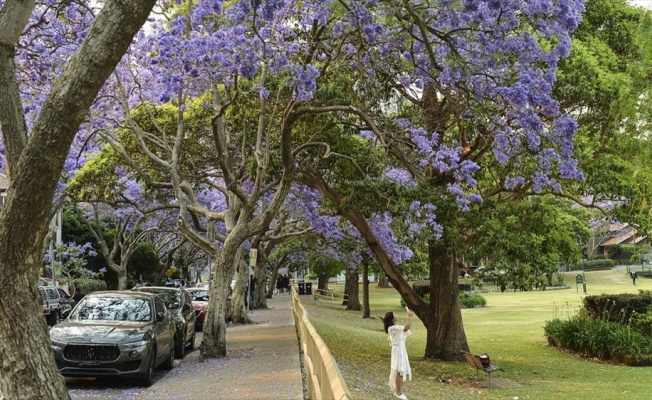 Sydney’i süsleyen mor güzellik: Jakaranda ağaçları