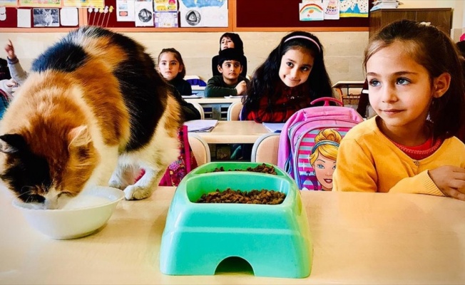 Kedi 'Boziş' okulun maskotu oldu